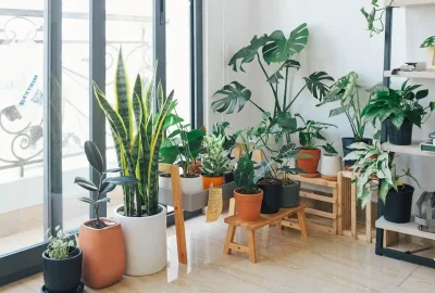 Potted Green Indoor Plants